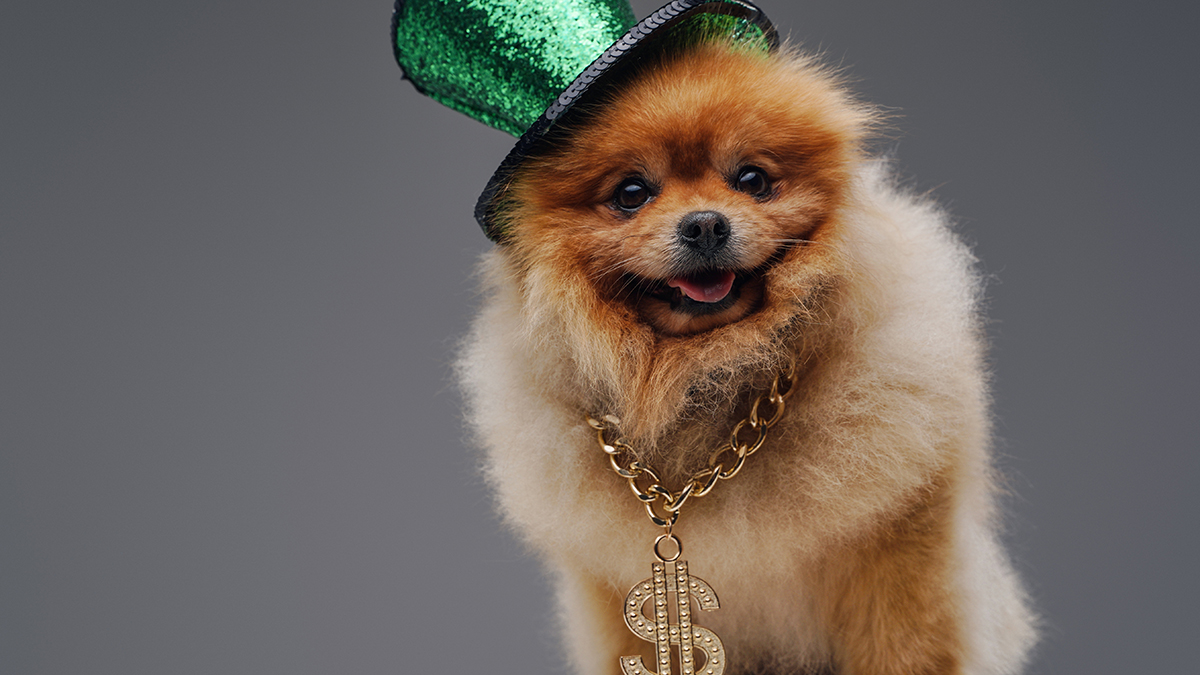 Portrait of peach furred spitz doggy with top hat and chain against gray background, he's the top dog of Email Marketing